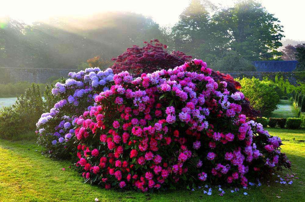 When can you transplant a rhododendron to a new place and how to do it