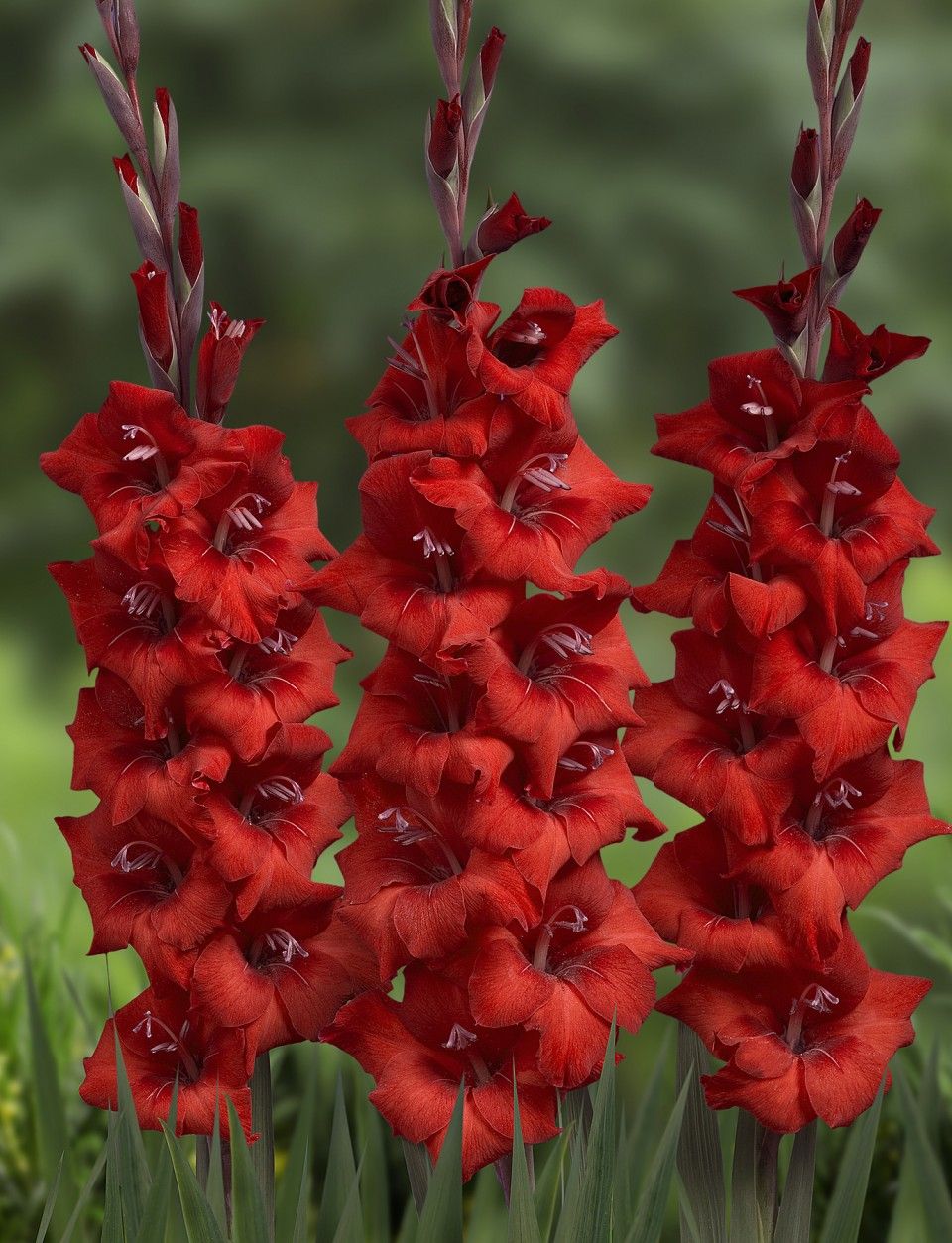 Do I need to dig up gladioli after flowering how to properly store the