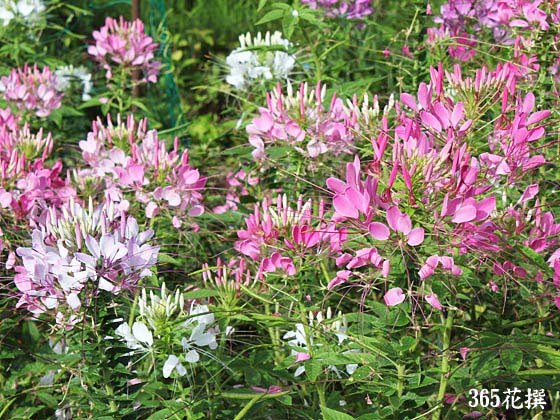 クレオメ｜育て方｜花の写真｜３６５花撰｜栽培実践集 クレオメ｜育て方｜花の写真｜３６５花撰｜栽培実践集