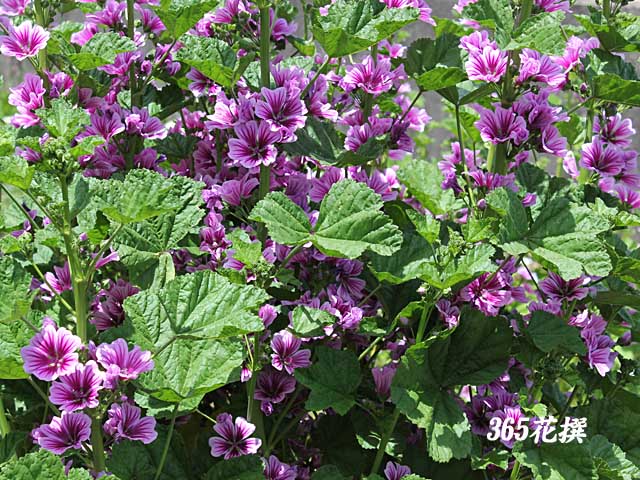 ゼニアオイ（銭葵）の花言葉と誕生花－花の持つ言葉 ゼニアオイ｜育て方｜花の写真｜３６５花撰｜栽培実践集