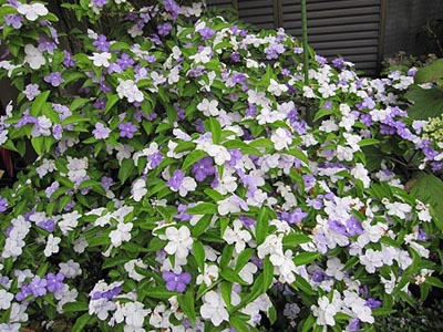 香りはジャスミン】ニオイバンマツリの花言葉と育て方！ - Horti 〜ホルティ〜 By Greensnap ニオイバンマツリ（ブルンフェルシア）｜花後に切り戻して栽培 - 花と木の育て方│元気に生長させる栽培のコツ！