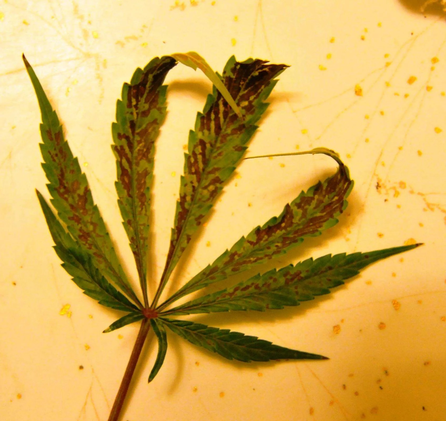 How To Fix Rust Spots On Cannabis Leaves During Flowering Causes, and