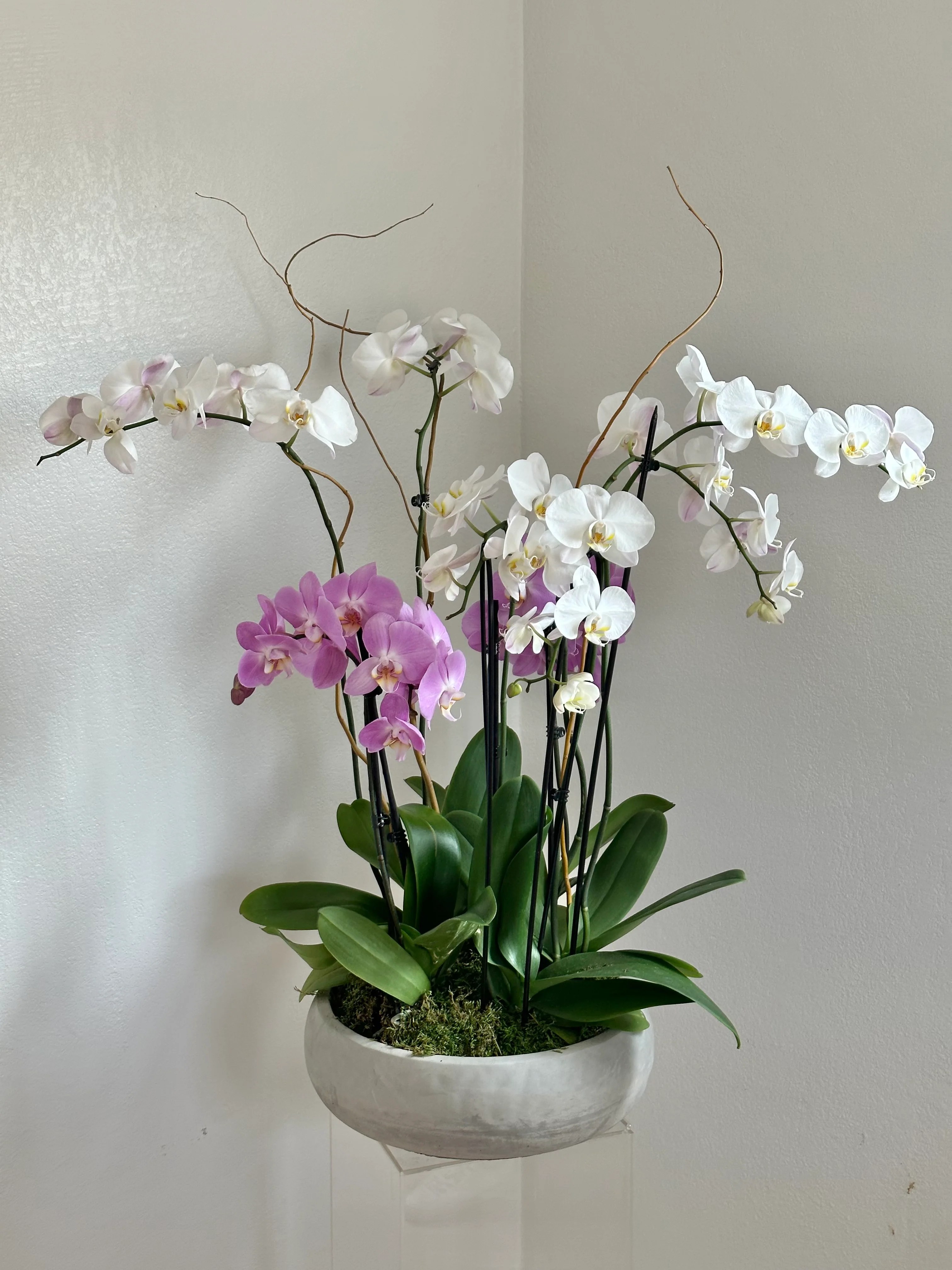 Order Now Luxury Orchids Garden Arrangement