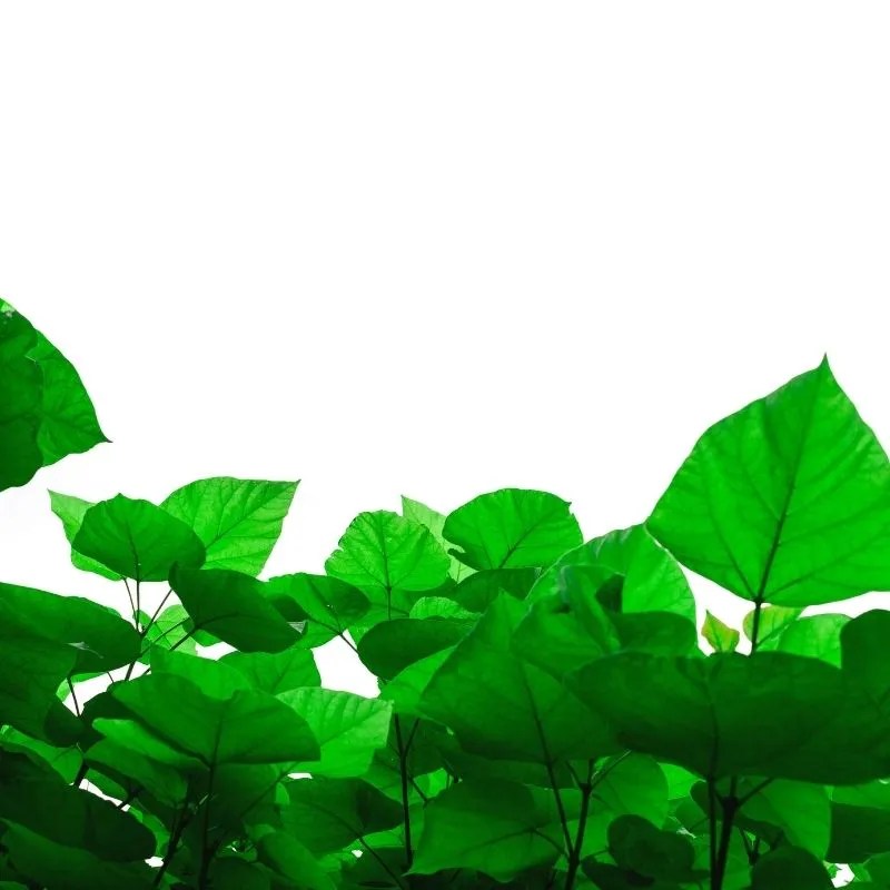 How To Make Cheap Flowers Look Expensive