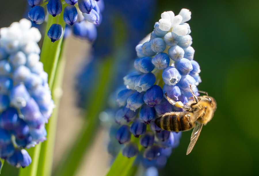 Flower bulbs for bees and bumblebees Flowerbulbs.co.uk