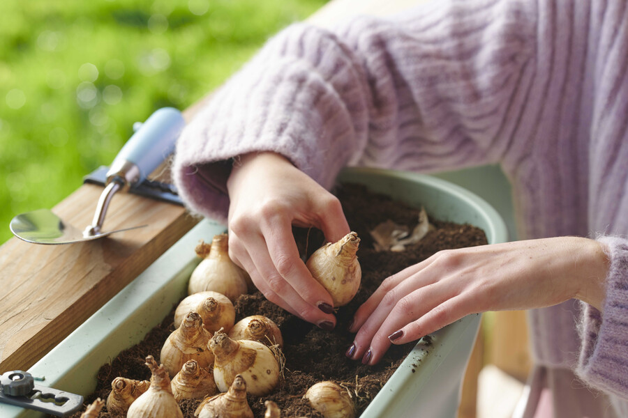 How to plant flower bulbs