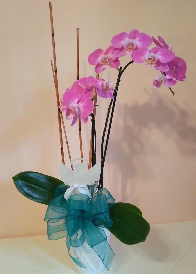 lulubuild Flowers Bakery Houston Tx El Bolillo Bakery Heights