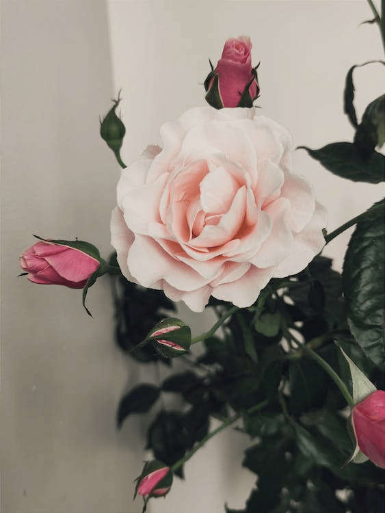 Prosperity Flower Essence Flower EssencesHonolulu,HI