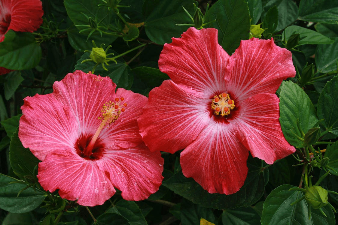Hibiscus Flower And It’s Use Flower EssencesHonolulu,HI