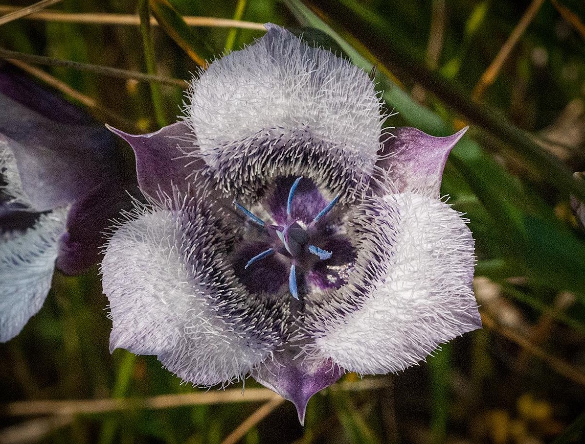 The School for Flower Essence Studies