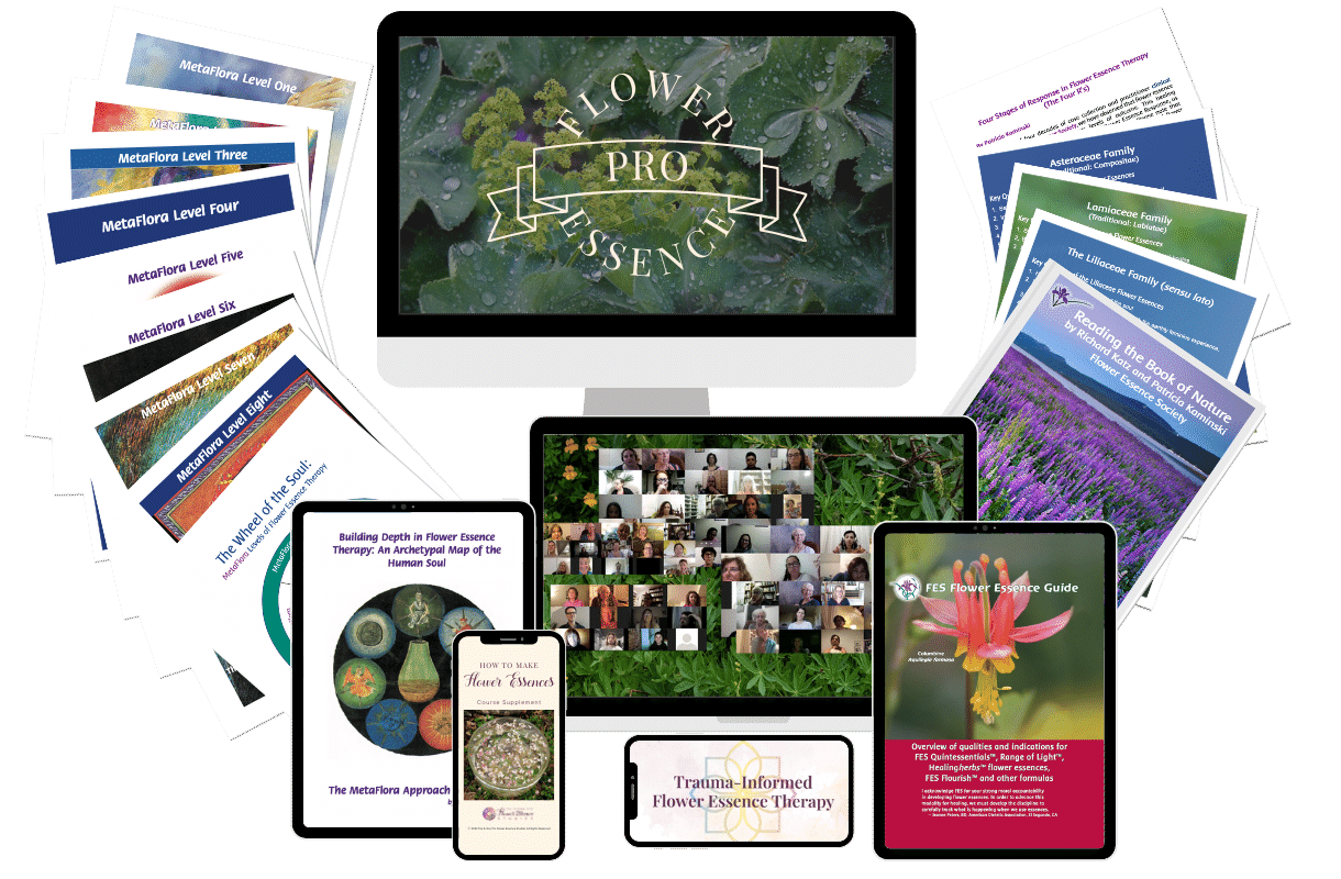 Flower Essence Practitioner Certification Program Flower Essence Studies