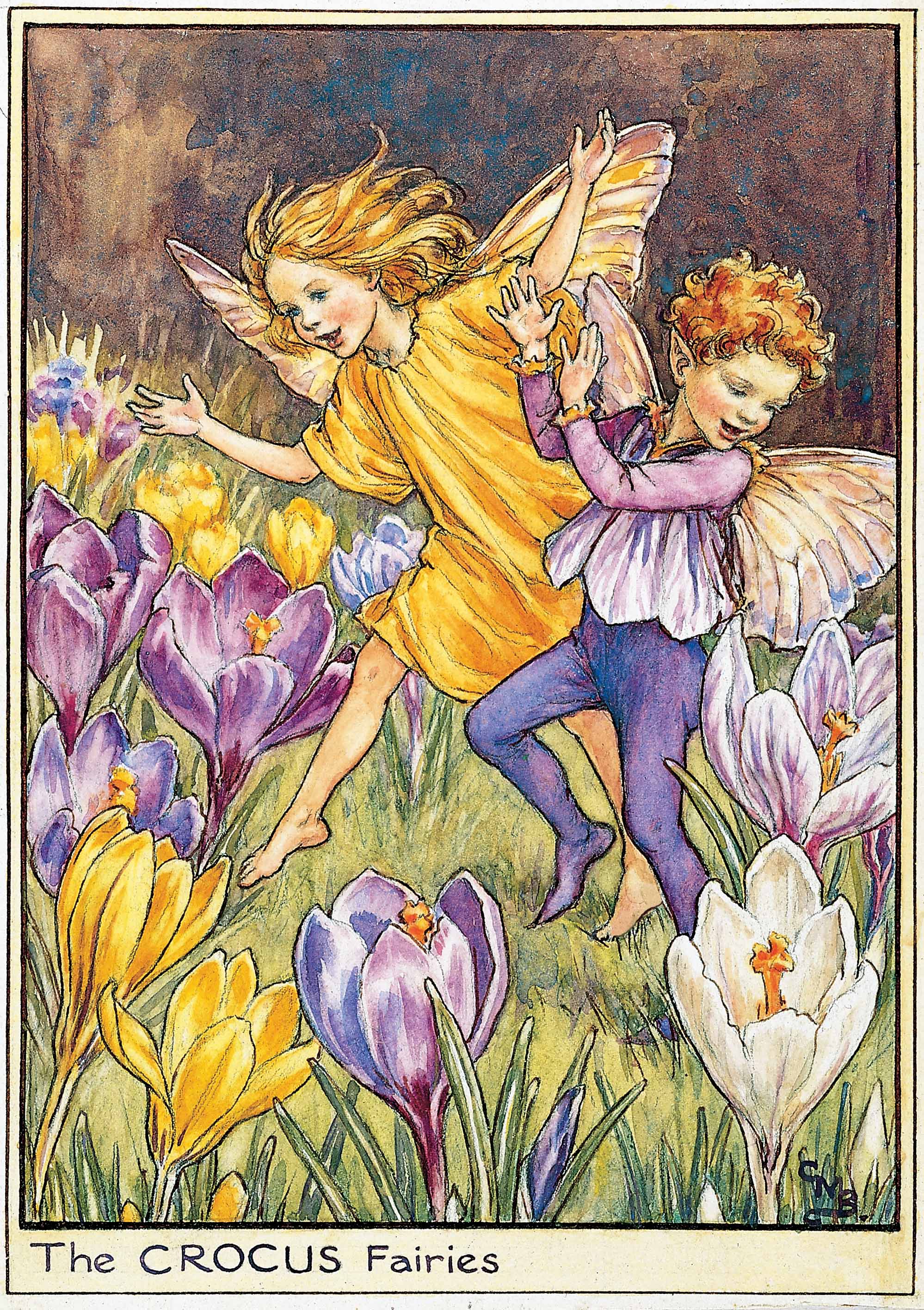The Crocus Fairies Flower Fairies