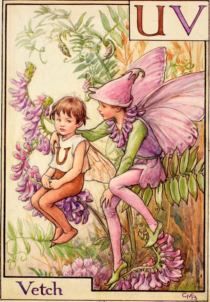 The Vetch Fairy Flower Fairies