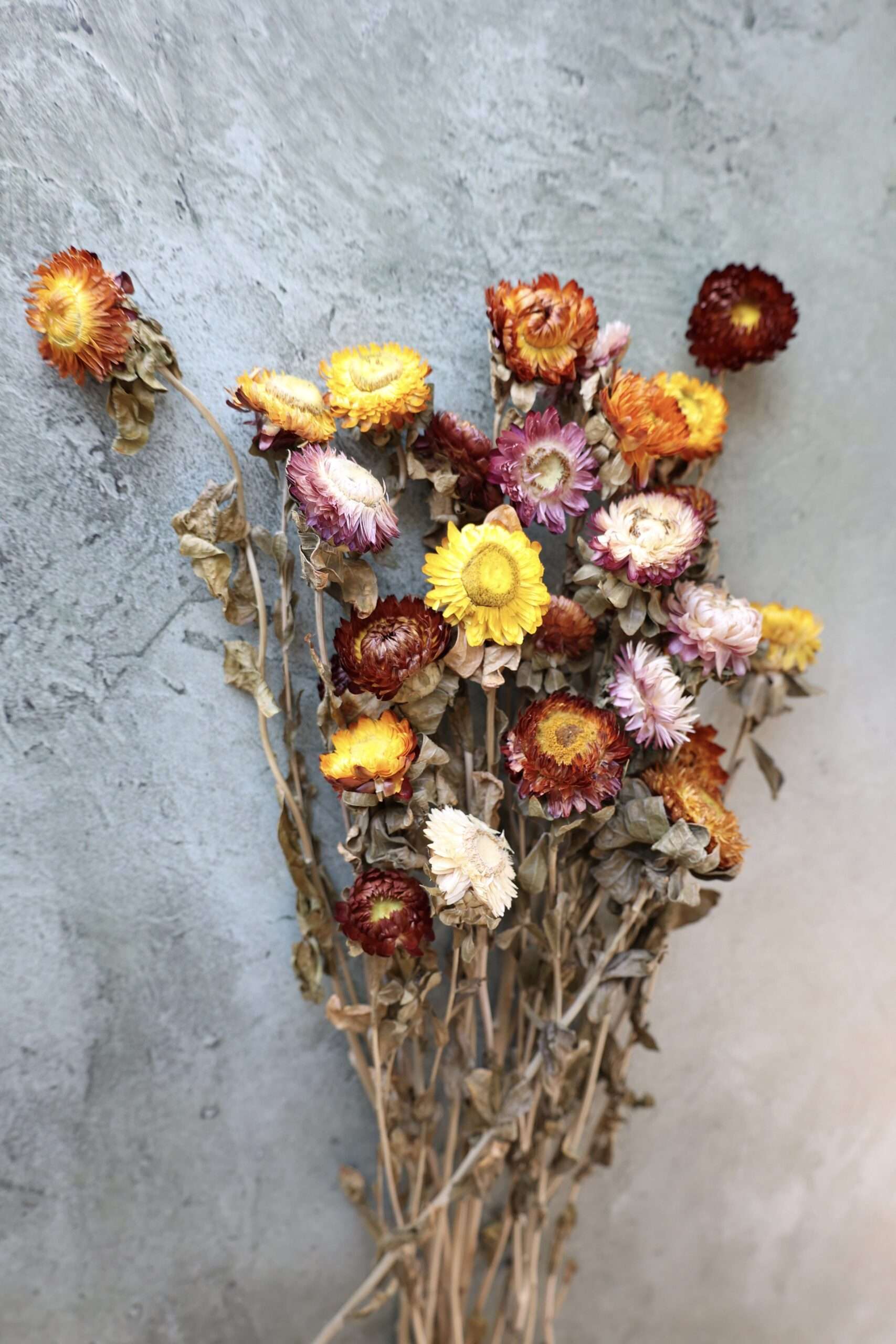 Dried Everlasting Strawflowers FlowerFantaSee