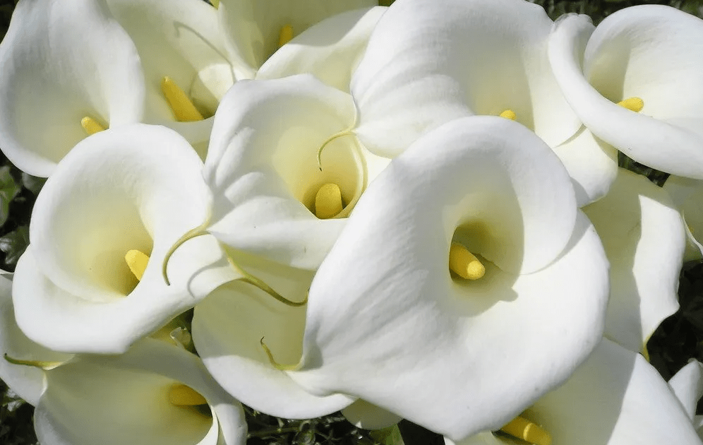 All About Lily fresh cut flowers Flower Flourish