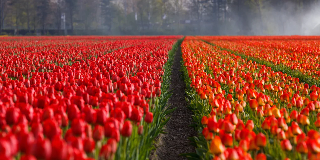 Tulips the National Flower of Netherlands Flower Flourish