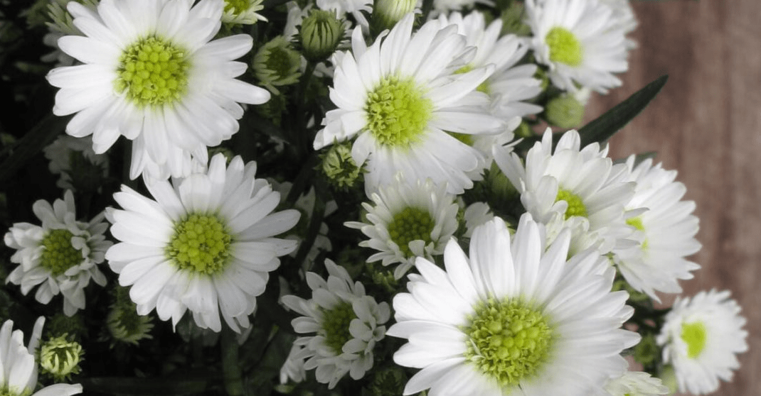 2 Types Of September Birth Flowers And Their Meanings Flower Flourish