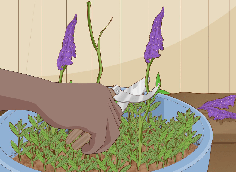 Pruning butterfly bush Flower Flourish