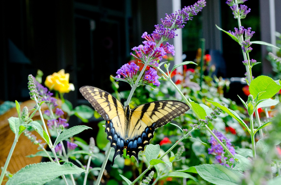 When to trim a butterfly bush Flower Flourish