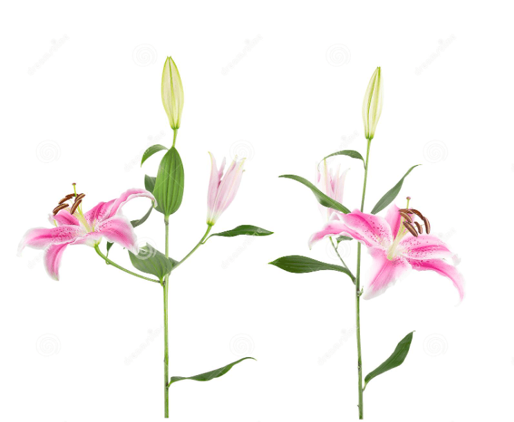 All About Lily fresh cut flowers Flower Flourish