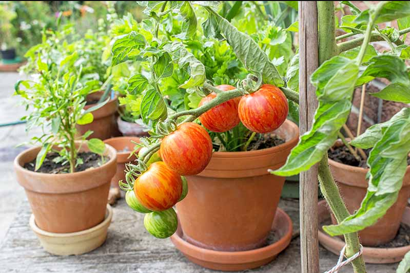 Best vegetable Plants to grow at home Flower Flourish