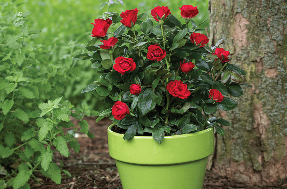 Growing roses in pots Flower Flourish