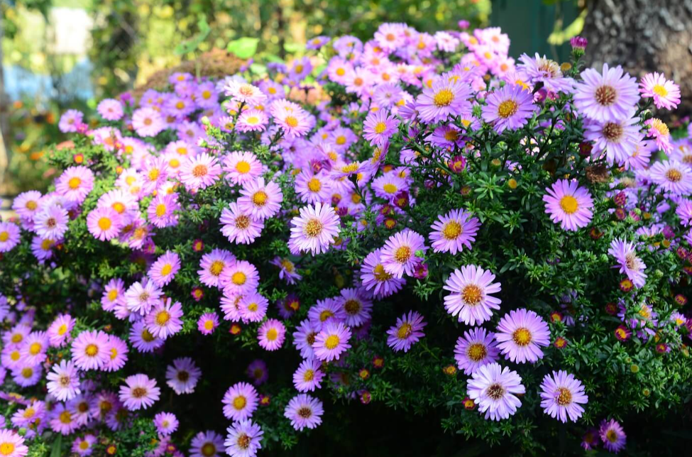 2 Types Of September Birth Flowers And Their Meanings Flower Flourish