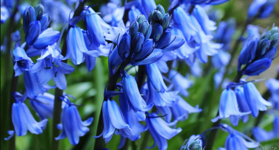 Bluebell Flower Meaning and Symbolism Flower Flourish