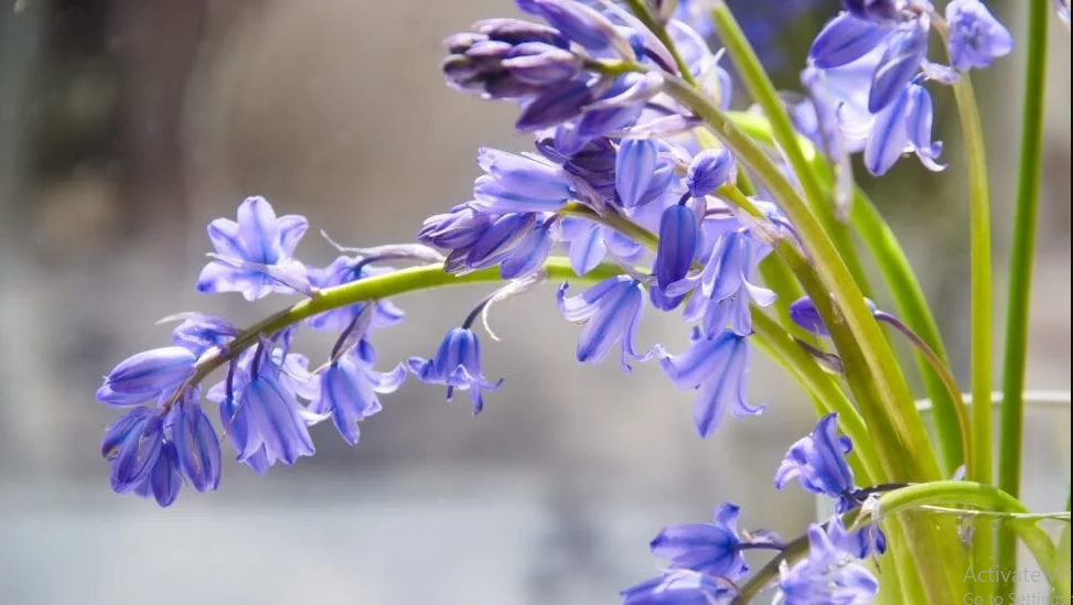Bluebell Flower Meaning and Symbolism Flower Flourish