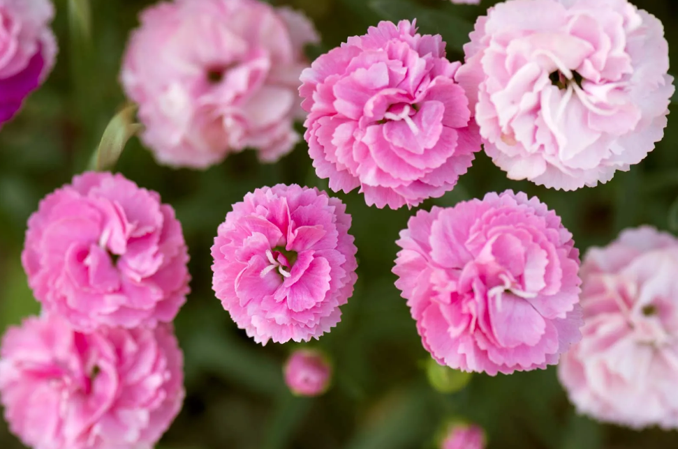 Flowers to say, Miss You Flower Flourish