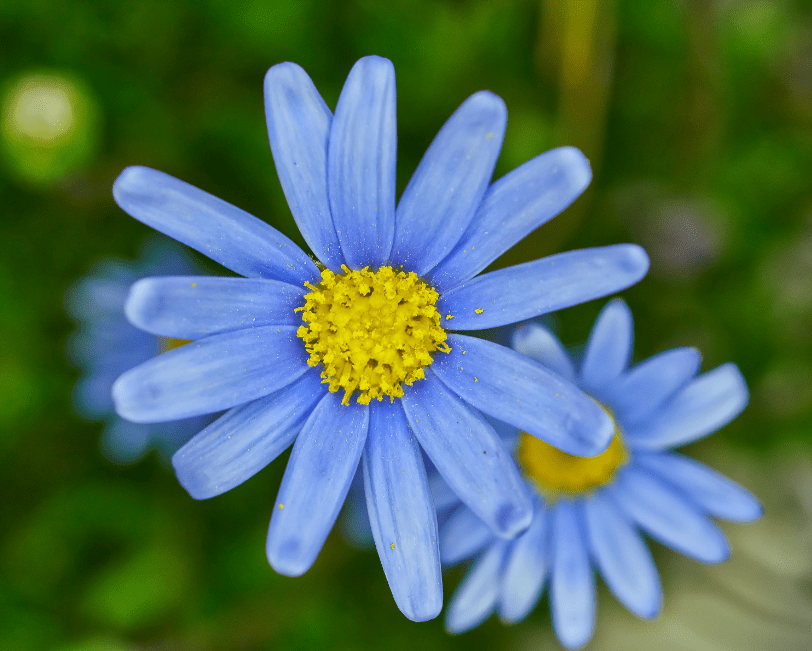 Everything you need to know about Blue Flowers Flower Flourish