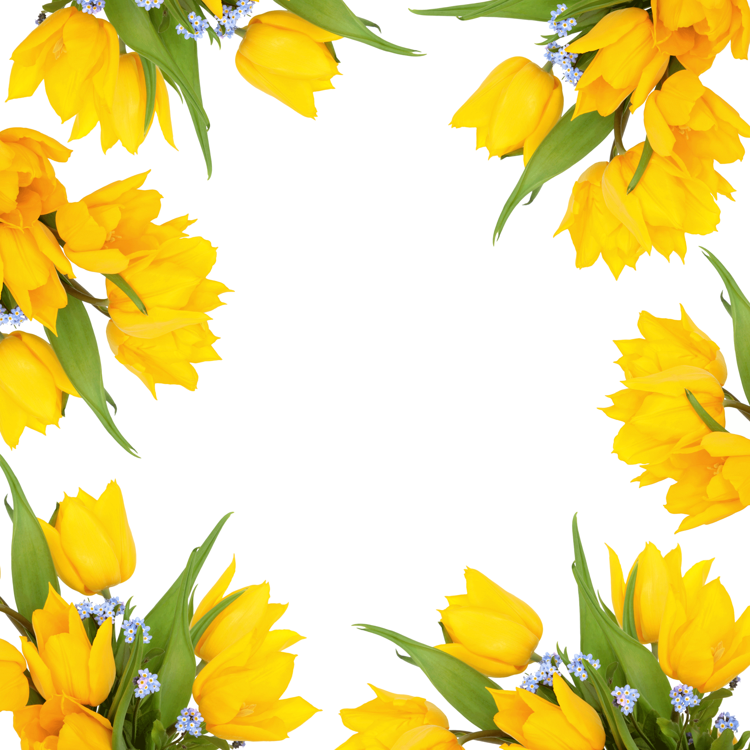 壁紙・背景イラスト／花のフレーム・外枠 No.165『黄色いチューリップ』