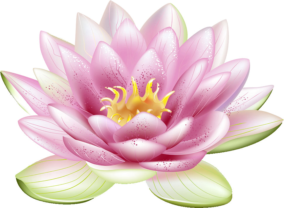 ハスの花）蓮の花のイラスト・条件付フリー素材集 はす(蓮)のイラスト・画像No.005『蓮の花-ピンク』／無料のフリー素材集【百花繚乱】