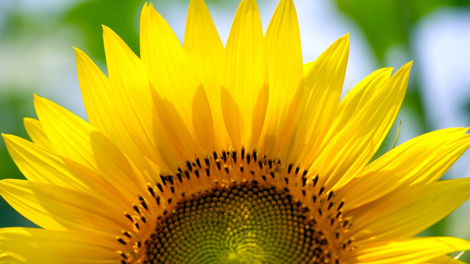 Role of Manures & Fertilizers For Plant Food