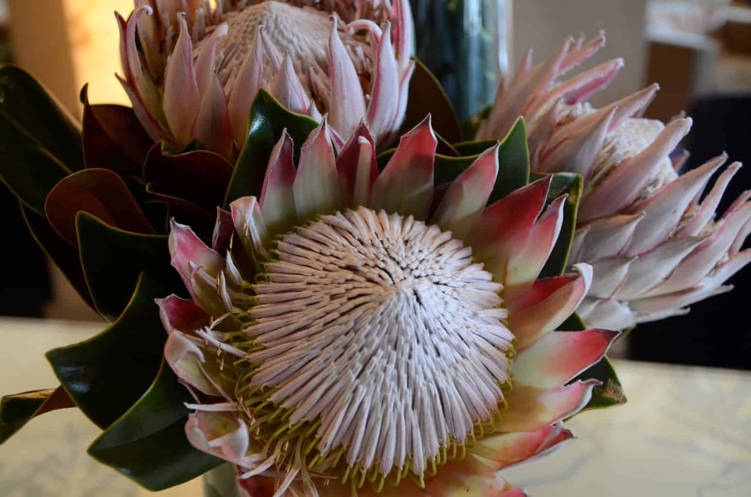 DSC_5392 Flowering Events