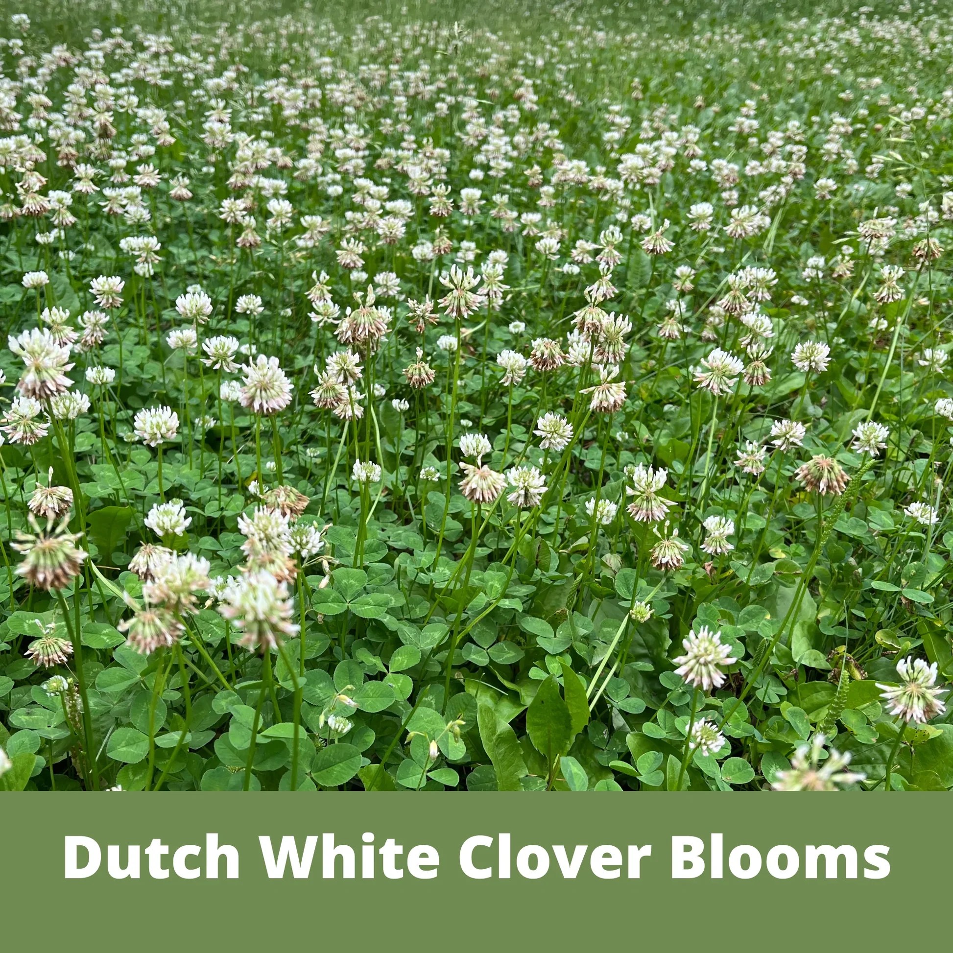 Flawn Seed Dutch White Clover Flowering Lawn Seed Kid, Pet