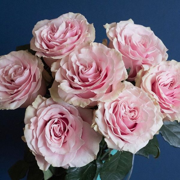 Popular Pink Rose Varieties flowerlink