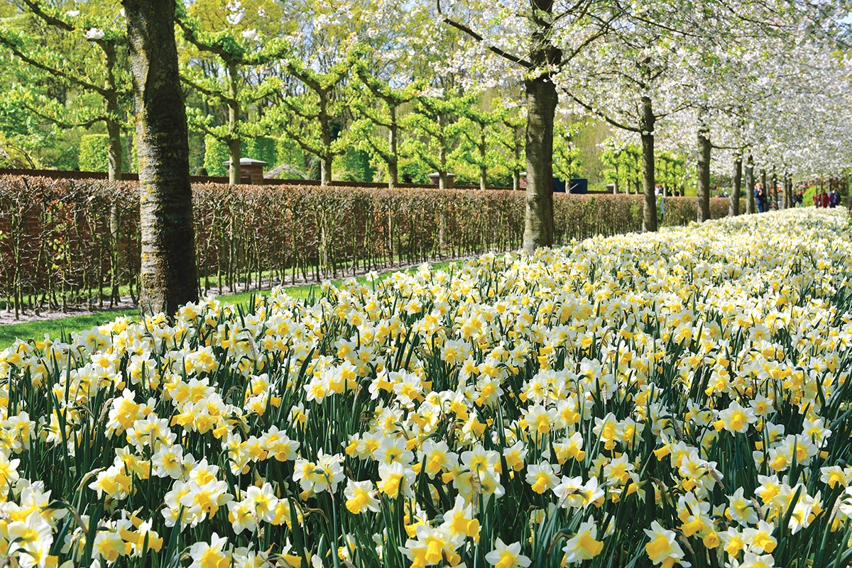 The Best Places to See Daffodils this Spring Flower Magazine