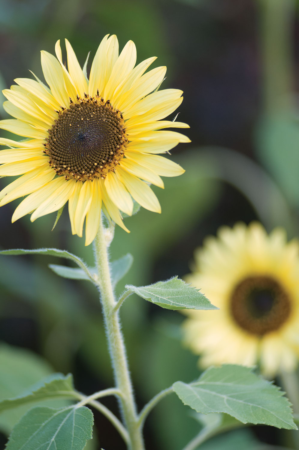 Sunflower Power (Varieties and Tips) Flower Magazine