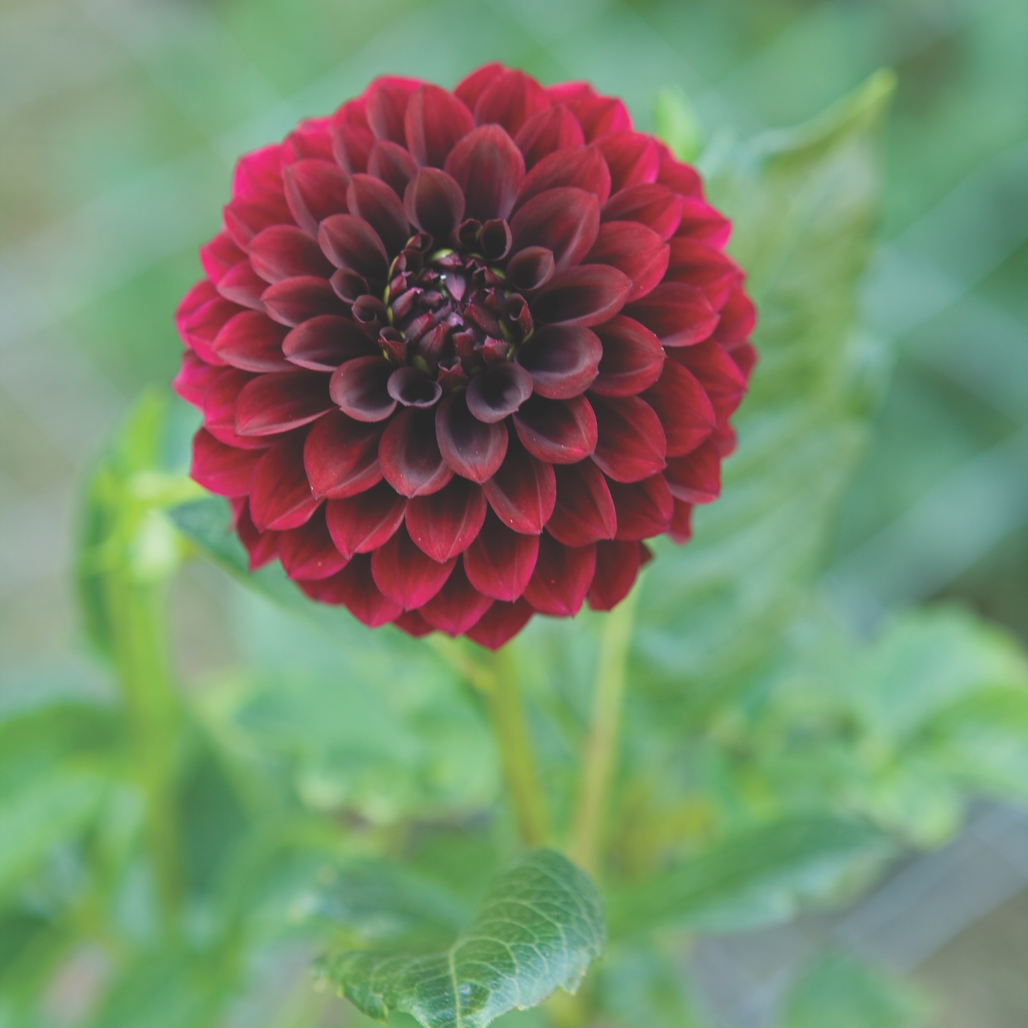 How to Grow Dramatic Dahlias Flower Magazine