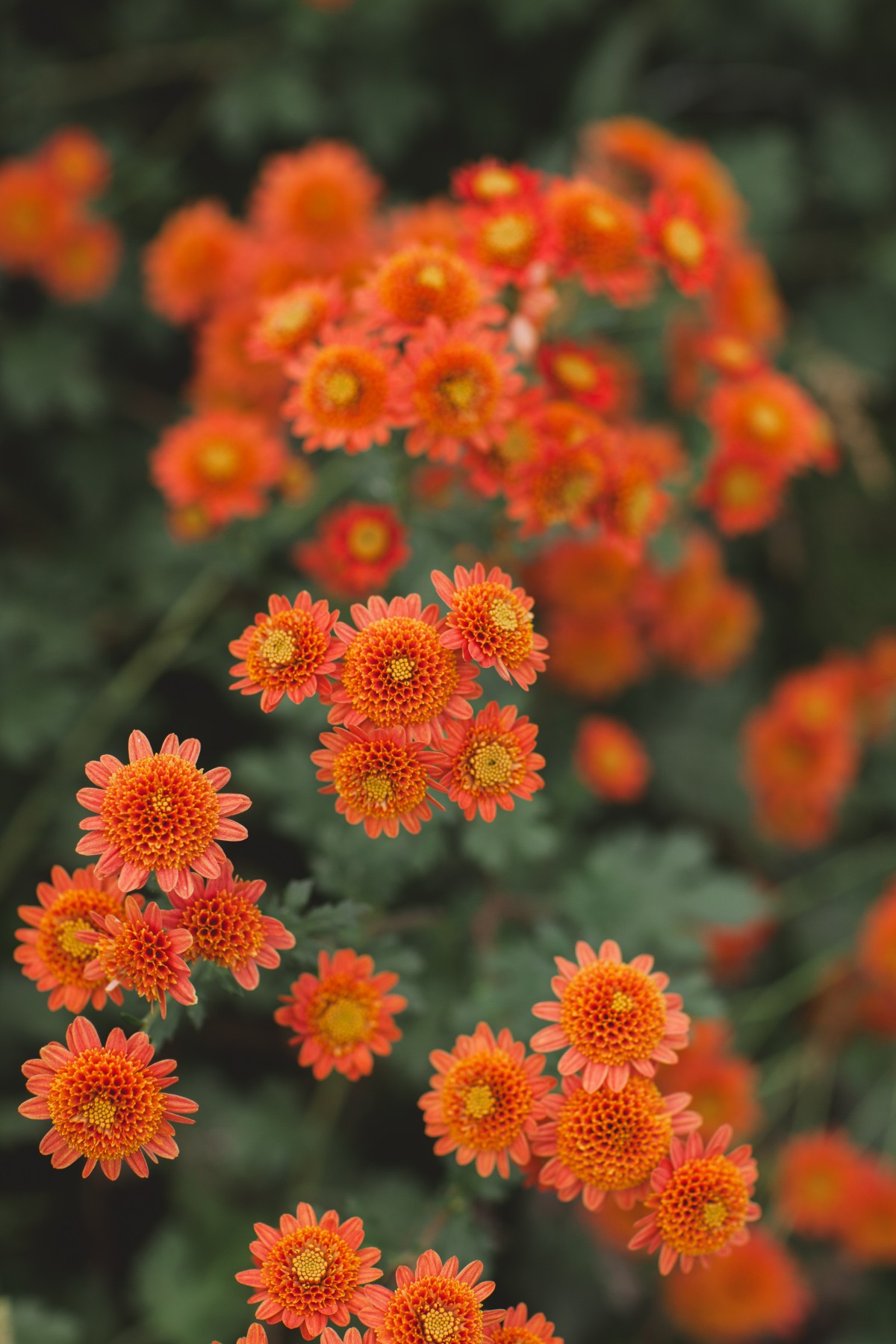 Top Tips for Arranging Mums Flower Magazine