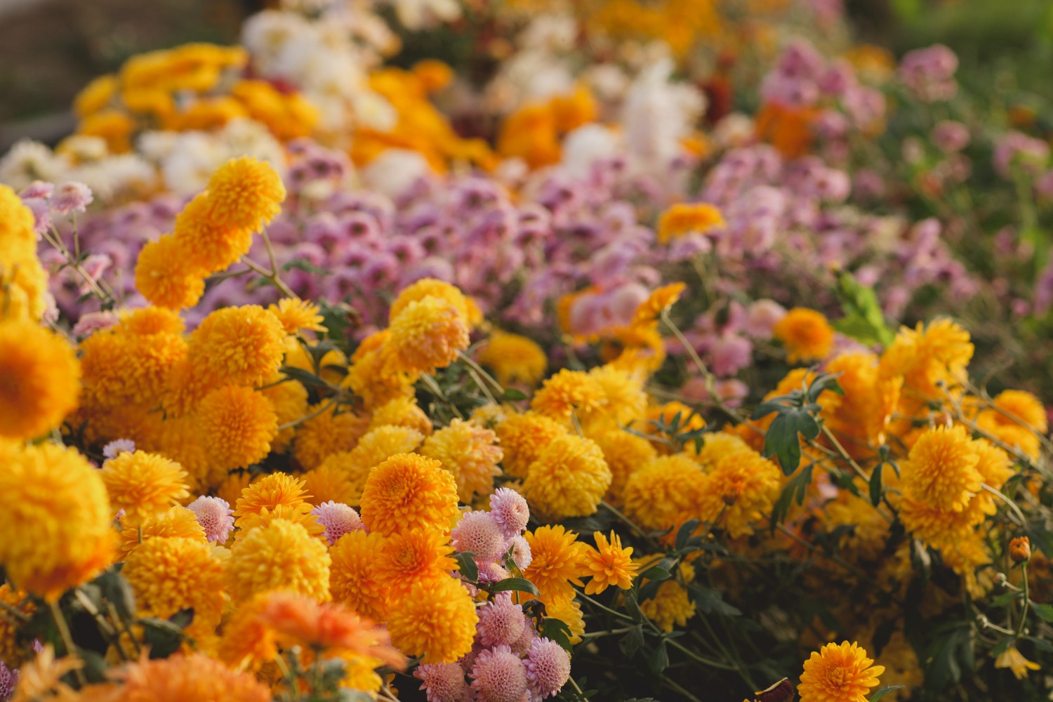 Top Tips for Arranging Mums Flower Magazine