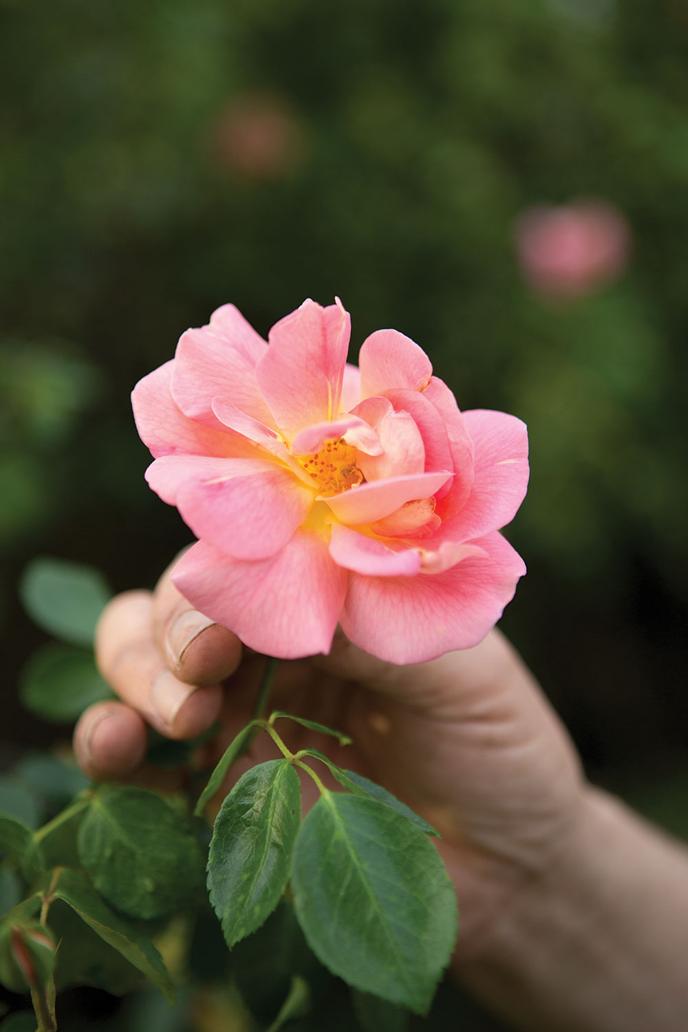 P. Allen Smith's Roses & Rose Garden Flower Magazine