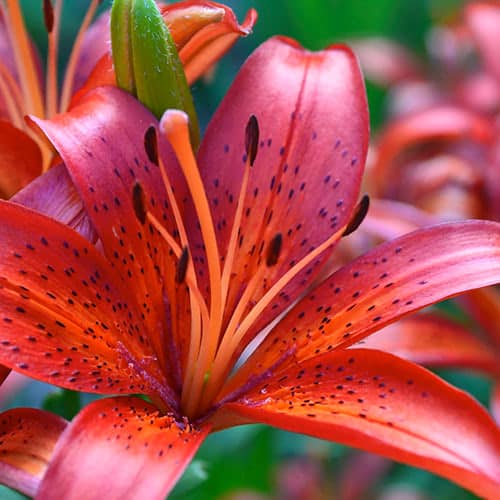 How to Select the Best JewelToned Flowers for Autumn Bouquets Welke