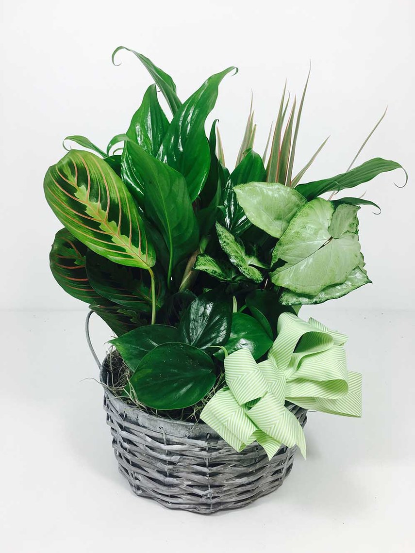 Flowers & Plants to New Neighbors Toblers Flowers Blog