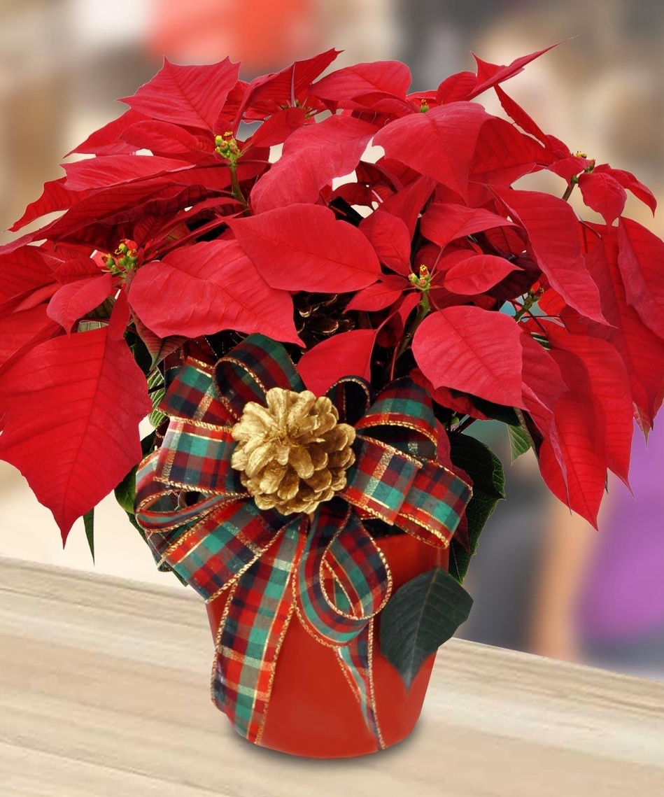 Christmas Flowers, Gifts & Decor