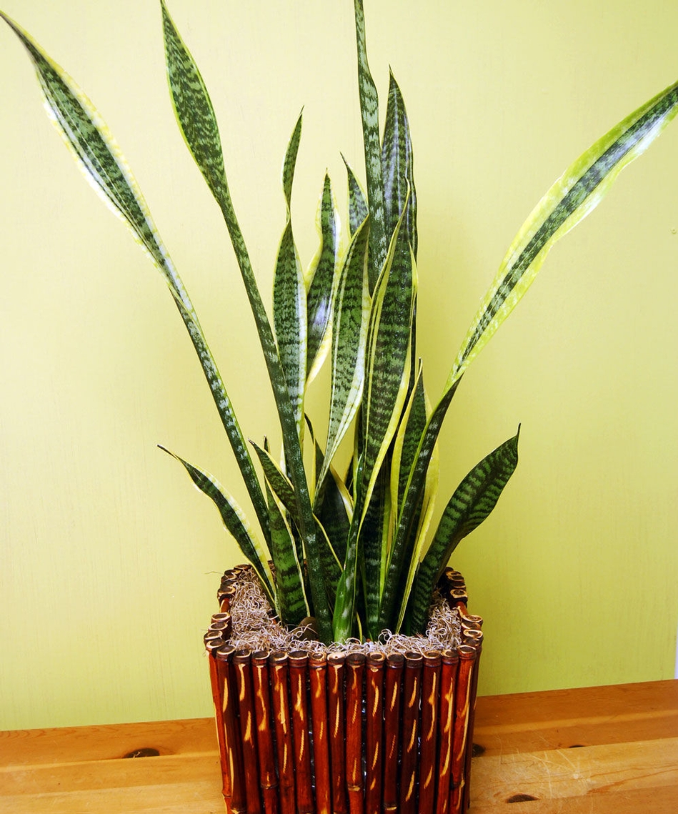 Gifts for Grandparents Flowers and Plants They'll Love Ah Sam