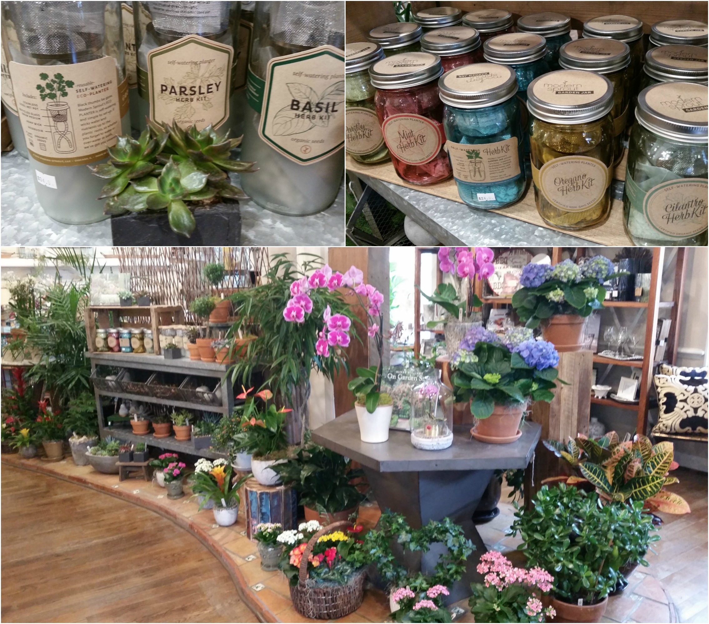 Celebrate Spring with Robertson's Flowers of Chestnut Hill! Robertson
