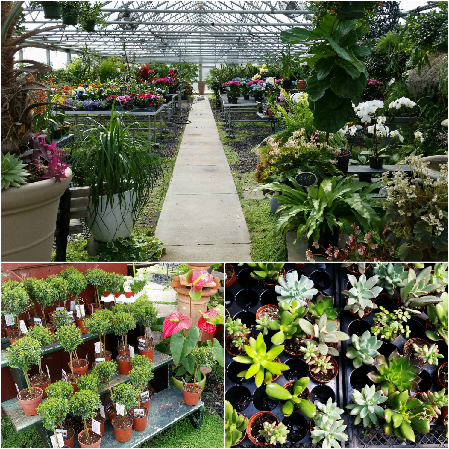 Spring Plants From The Greenhouse Philadelphia Robertson's Flowers