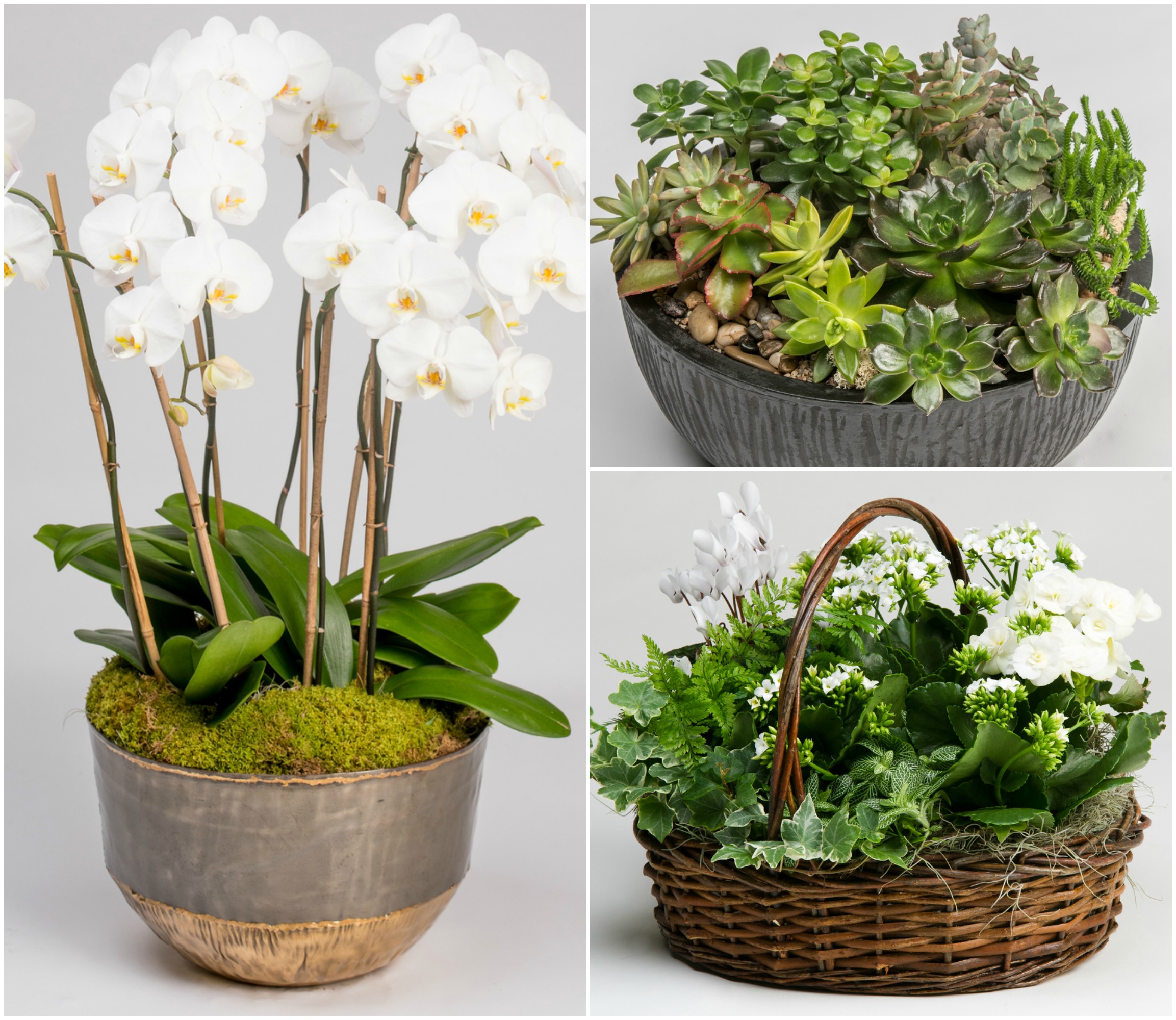 St Patrick's Day Flowers Robertson's Flowers